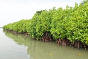 Coastal Lifeline of Cuddalore